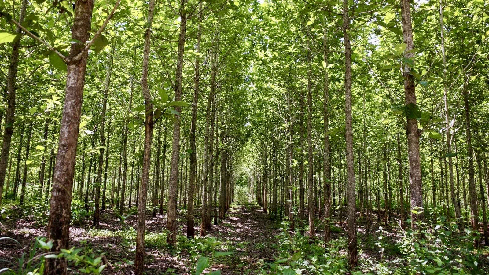 Forêt de teck naturel, bois durable et imputrescible utilisé pour le mobilier Décors & Bois